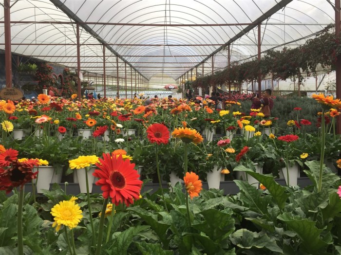 travel blog, trip to cameron highlands