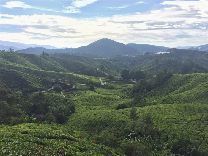 travel blog, trip to cameron highlands