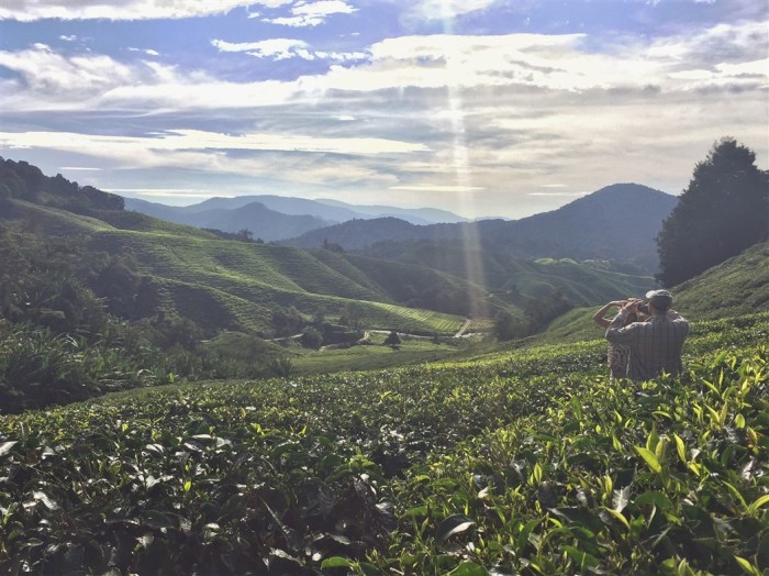 travel blog, trip to cameron highlands