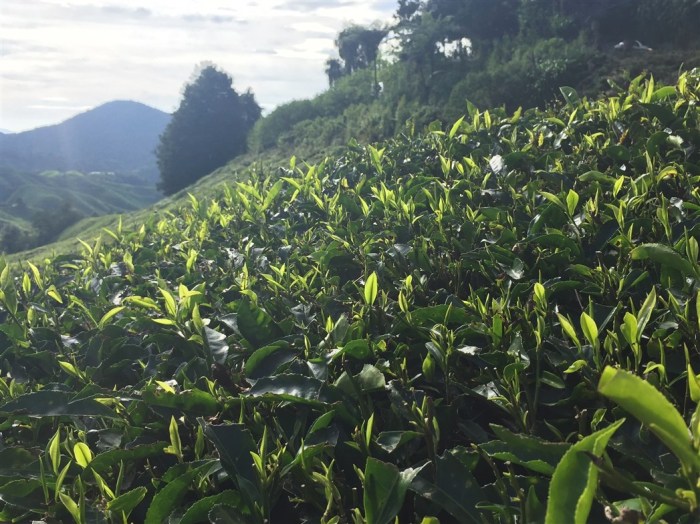 travel blog, trip to cameron highlands