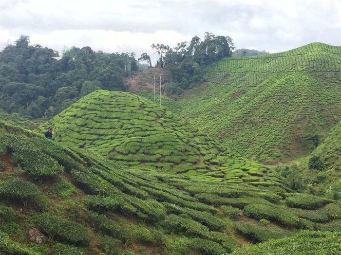 travel blog, trip to cameron highlands