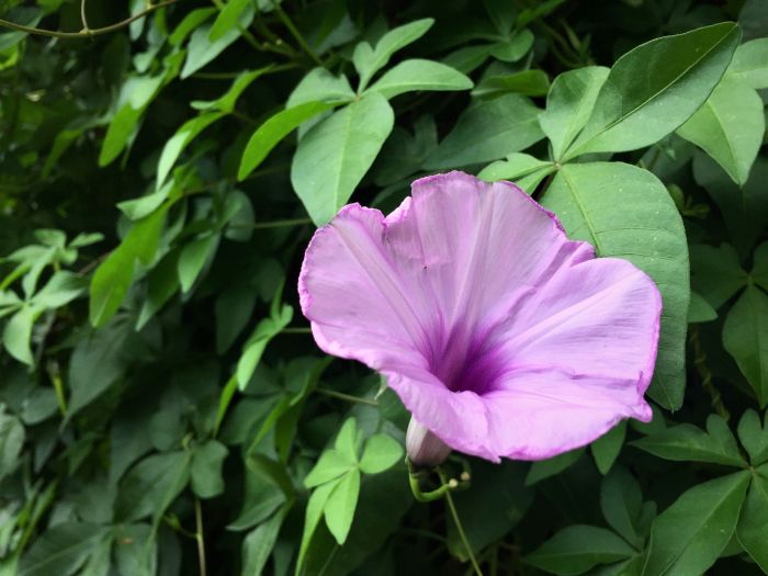 morning glory, being hopeful, aging gracefully