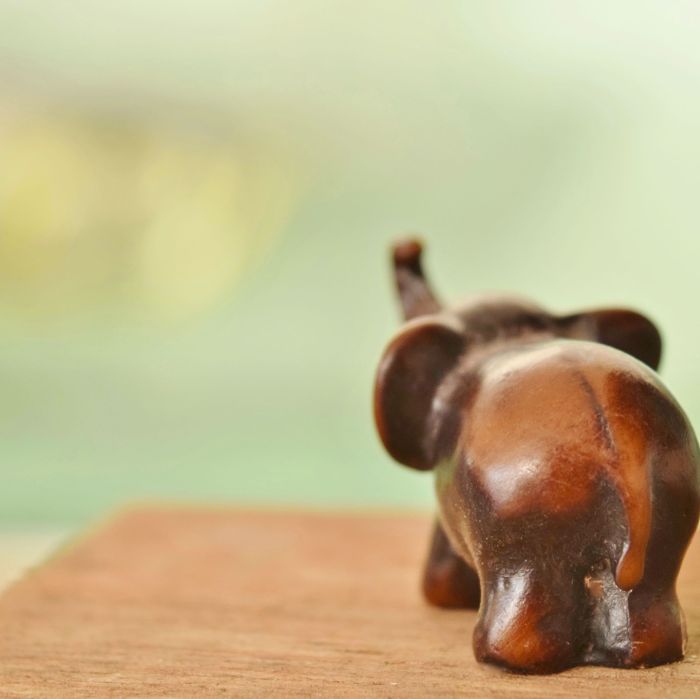 evon's elephantgraphy, covid-19 lockdown, funny take on life in convid-19 lockdown, journey of a little elephant