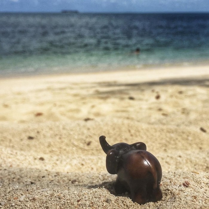 evon's elephantgraphy, covid-19 lockdown, funny take on life in convid-19 lockdown, journey of a little elephant