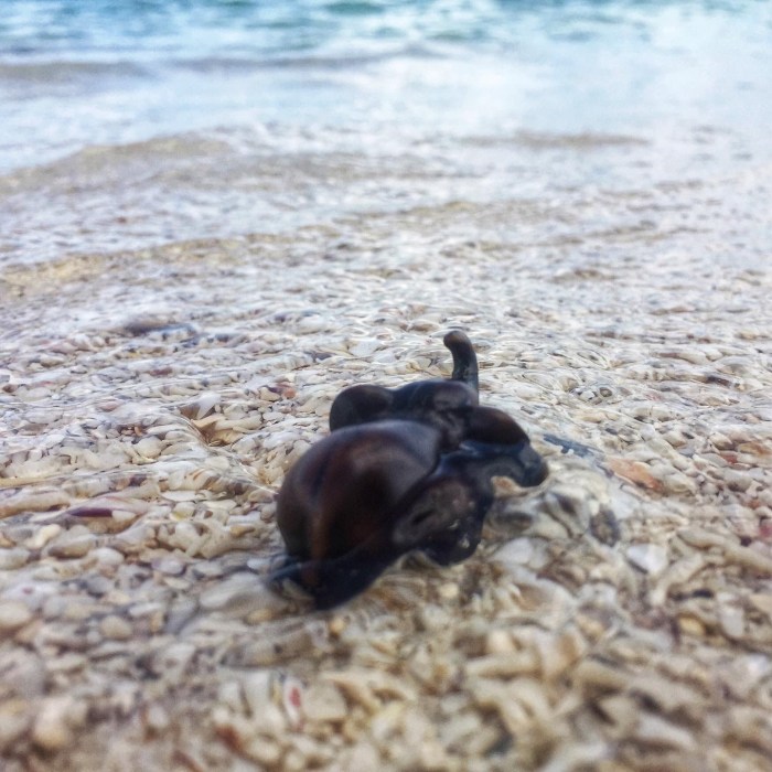 evon's elephantgraphy, covid-19 lockdown, funny take on life in convid-19 lockdown, journey of a little elephant