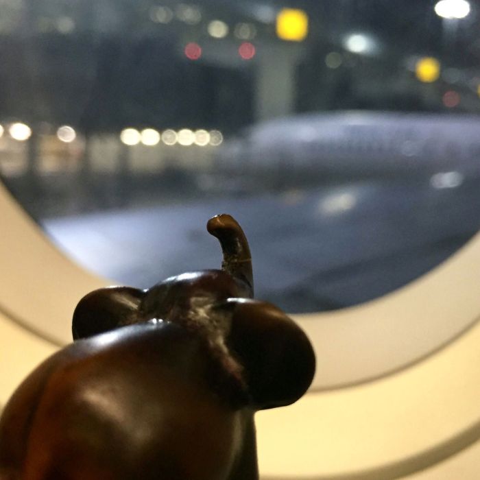 evon's elephantgraphy, covid-19 lockdown, funny take on life in convid-19 lockdown, journey of a little elephant