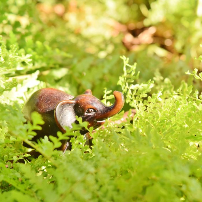 evon's elephantgraphy, covid-19 lockdown, funny take on life in convid-19 lockdown, journey of a little elephant