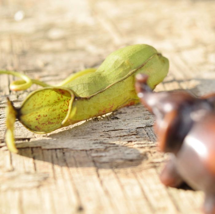 evon's elephantgraphy, covid-19 lockdown, funny take on life in convid-19 lockdown, journey of a little elephant