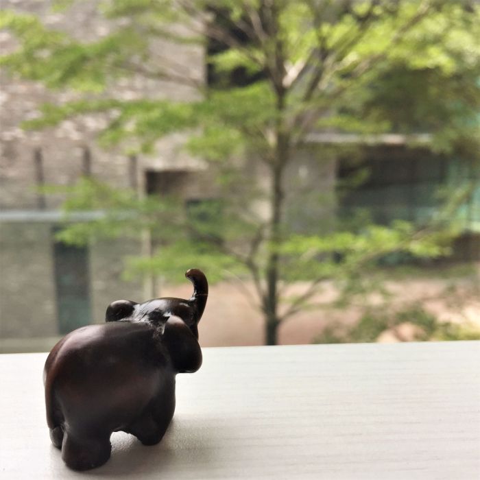 evon's elephantgraphy, covid-19 lockdown, funny take on life in convid-19 lockdown, journey of a little elephant