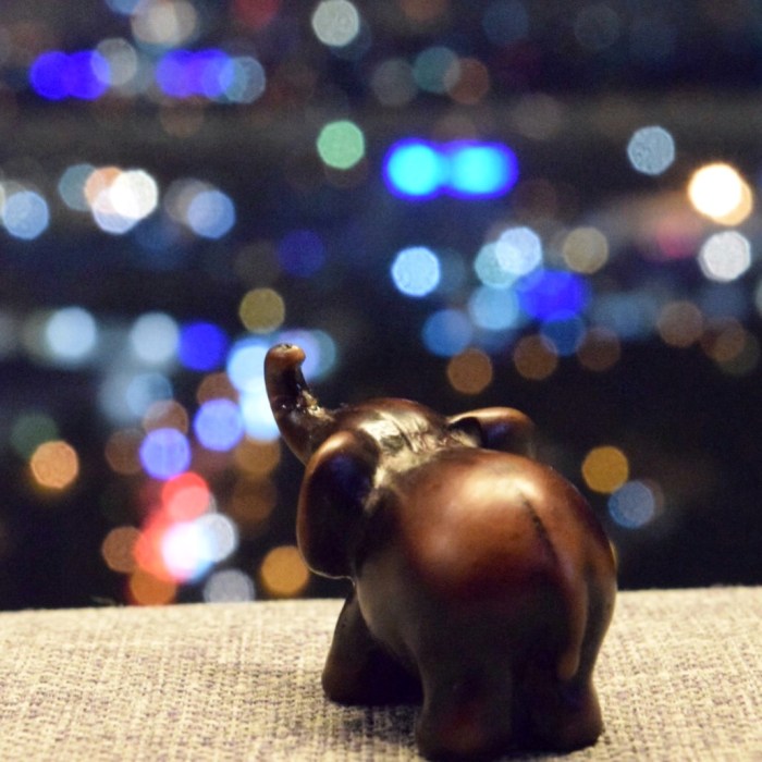 evon's elephantgraphy, covid-19 lockdown, funny take on life in convid-19 lockdown, journey of a little elephant