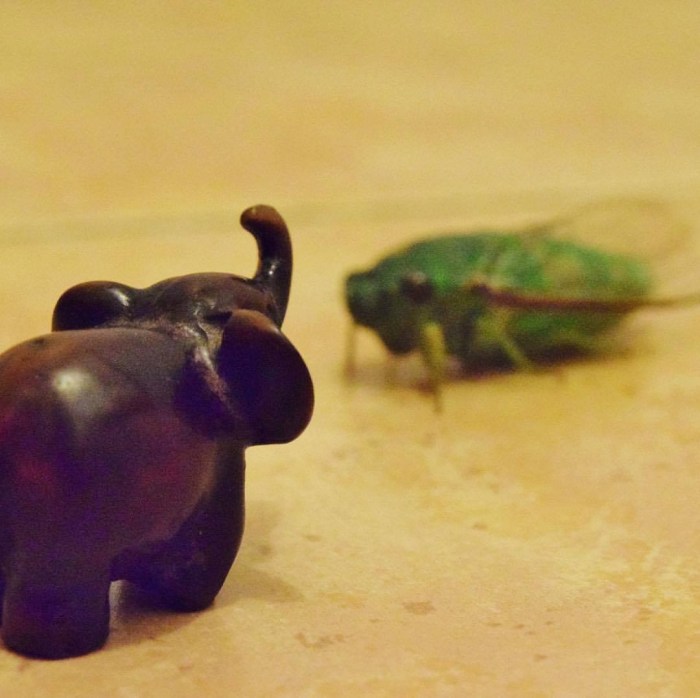 evon's elephantgraphy, covid-19 lockdown, funny take on life in convid-19 lockdown, journey of a little elephant