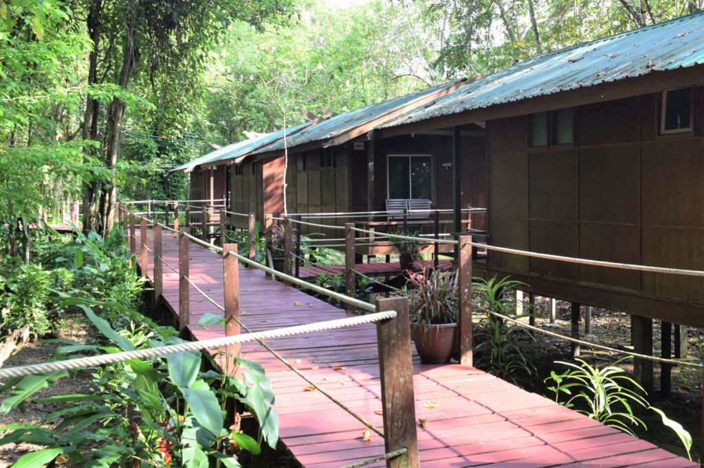 nature, tropical rainforest, nature lodge kinabatangan, sabah, sandakan, bornean wildlife, boat ride on kinabatangan, bornean pygmy elephants, jungle walk, jungle trekking, sepilok orangutans, sun bears