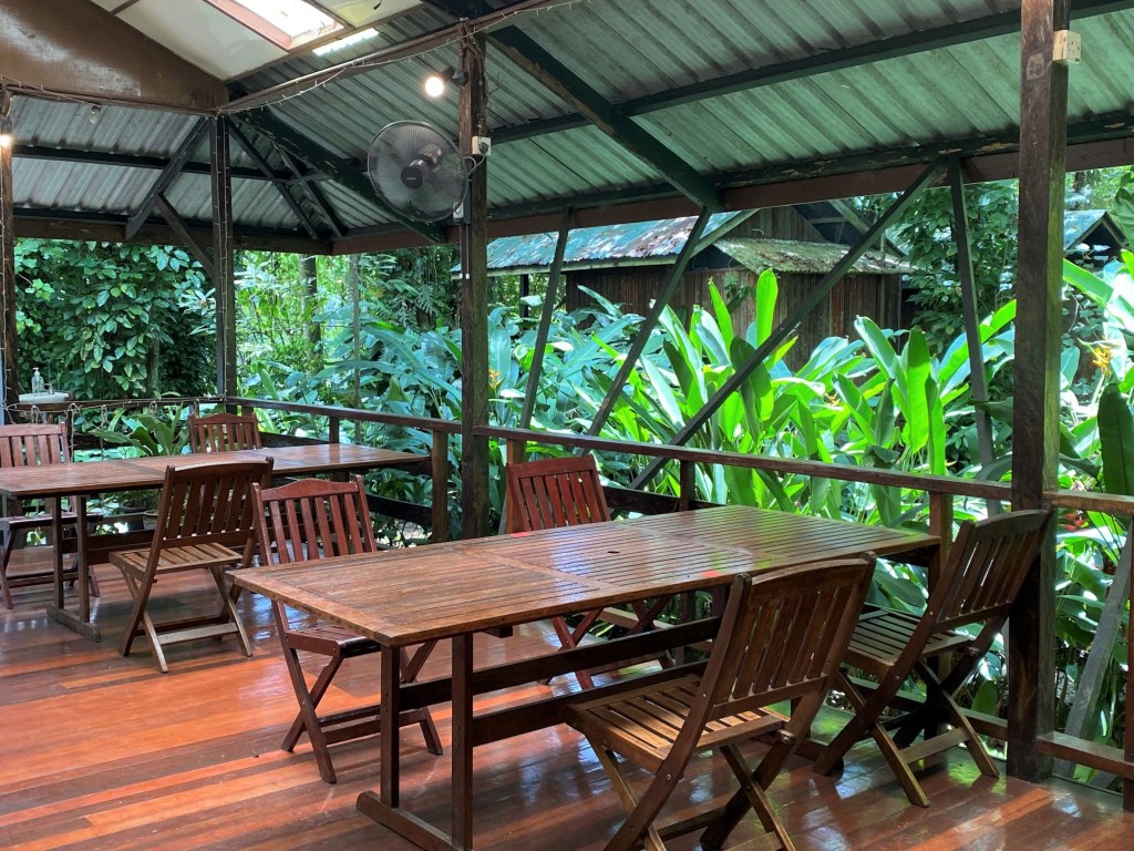 nature, tropical rainforest, nature lodge kinabatangan, sabah, sandakan, bornean wildlife, boat ride on kinabatangan, bornean pygmy elephants, jungle walk, jungle trekking, sepilok orangutans, sun bears