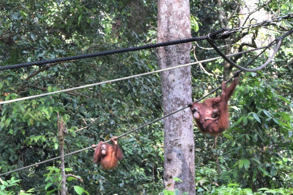 nature, tropical rainforest, nature lodge kinabatangan, sabah, sandakan, bornean wildlife, boat ride on kinabatangan, bornean pygmy elephants, jungle walk, jungle trekking, sepilok orangutans, sun bears