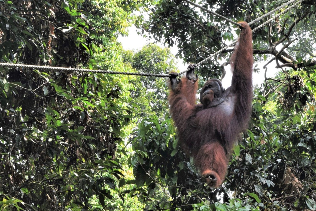 nature, tropical rainforest, nature lodge kinabatangan, sabah, sandakan, bornean wildlife, boat ride on kinabatangan, bornean pygmy elephants, jungle walk, jungle trekking, sepilok orangutans, sun bears