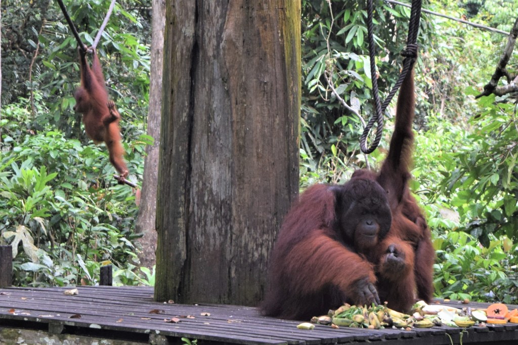 nature, tropical rainforest, nature lodge kinabatangan, sabah, sandakan, bornean wildlife, boat ride on kinabatangan, bornean pygmy elephants, jungle walk, jungle trekking, sepilok orangutans, sun bears