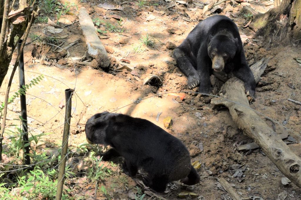 nature, tropical rainforest, nature lodge kinabatangan, sabah, sandakan, bornean wildlife, boat ride on kinabatangan, bornean pygmy elephants, jungle walk, jungle trekking, sepilok orangutans, sun bears