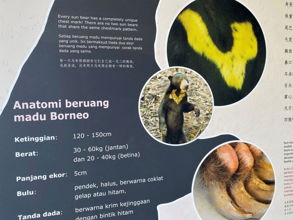 nature, tropical rainforest, nature lodge kinabatangan, sabah, sandakan, bornean wildlife, boat ride on kinabatangan, bornean pygmy elephants, jungle walk, jungle trekking, sepilok orangutans, sun bears