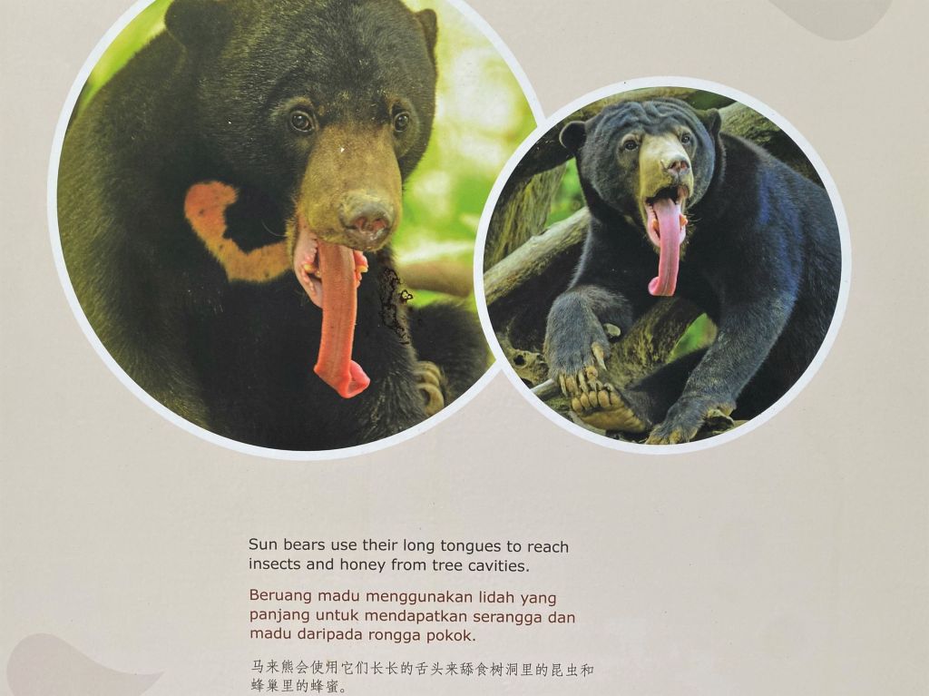 nature, tropical rainforest, nature lodge kinabatangan, sabah, sandakan, bornean wildlife, boat ride on kinabatangan, bornean pygmy elephants, jungle walk, jungle trekking, sepilok orangutans, sun bears